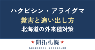 ハクビシン・アライグマの糞害と追い出し方｜天井裏の物音の正体と、鳥獣保護法・外来種のルール【北海道】