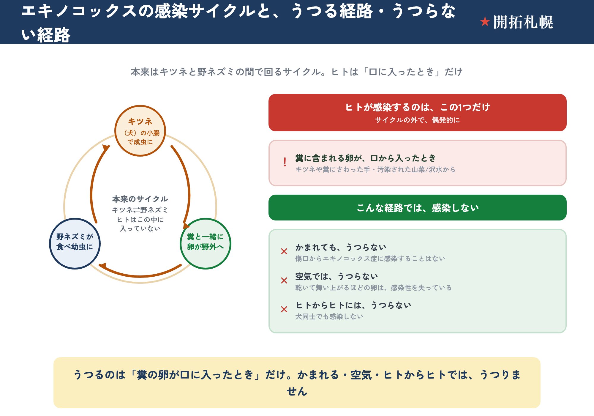 エキノコックスの感染サイクルと、ヒトに感染する経路・しない経路を色分けした図。本来のサイクルは、キツネ（犬）の小腸で成虫になり卵を作る→卵が糞と一緒に野外へ出る→その卵を野ネズミが食べて肝臓で幼虫になる→その野ネズミをキツネ（犬）が食べてまた成虫になる、という「キツネ⇄野ネズミ」の循環で、ヒトはこの中に入っていない。ヒトが感染するのは、糞に含まれる卵が口から入ったとき（キツネや糞にさわった手・汚染された山菜や沢水から）だけ。一方、かまれても感染しない（傷口からはうつらない）、空気ではうつらない（乾いて舞い上がるほどの卵は感染性を失う）、ヒトからヒトにもうつらない（犬同士でもうつらない）。出典は札幌市保健所と清田区のQ&A。糞に触らない・手を洗う・野菜をよく洗って加熱する、の基本で十分に防げる。