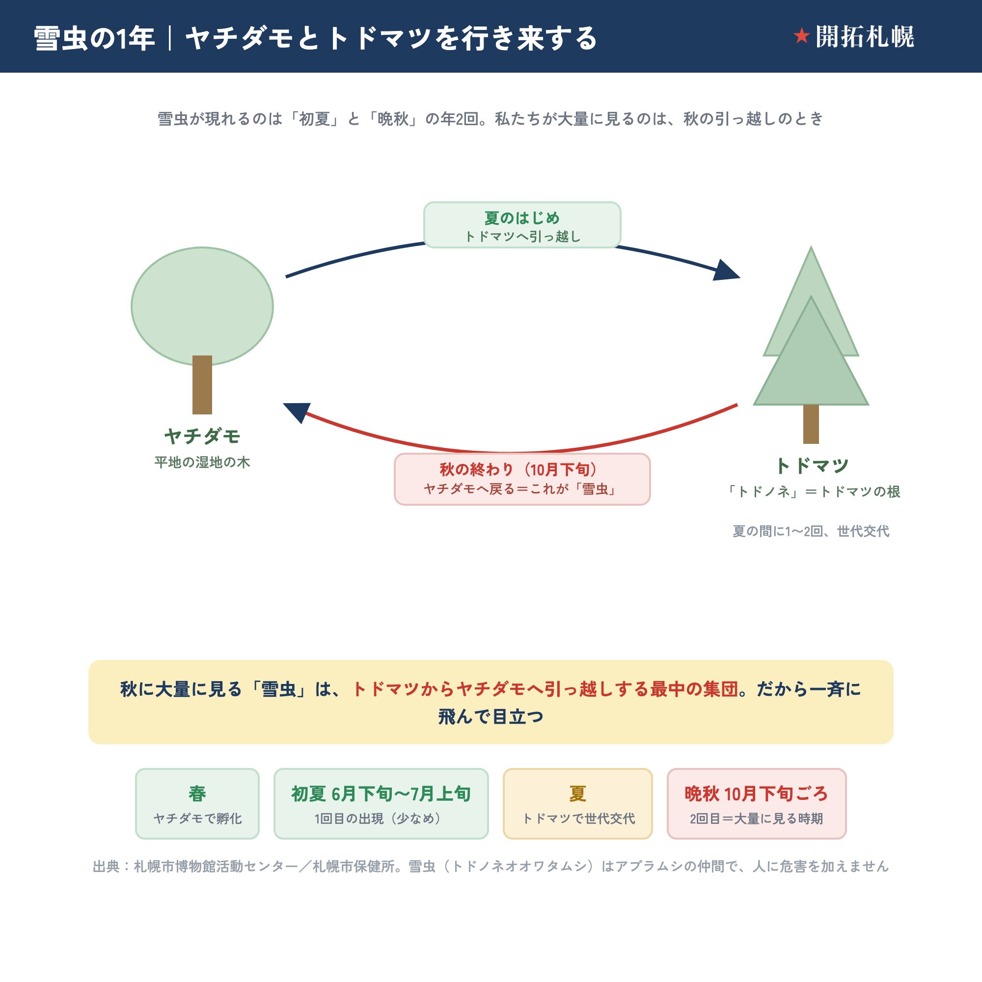 雪虫の1年のサイクル図。春にヤチダモで孵化し、夏のはじめにトドマツへ移動、夏に世代交代し、秋の終わりにヤチダモへ戻る。出現は初夏と晩秋の年2回